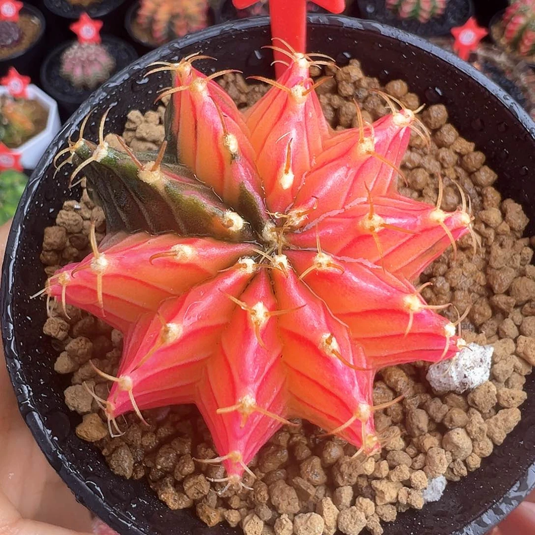 193-肋骨锦带盆土发货5.1厘米