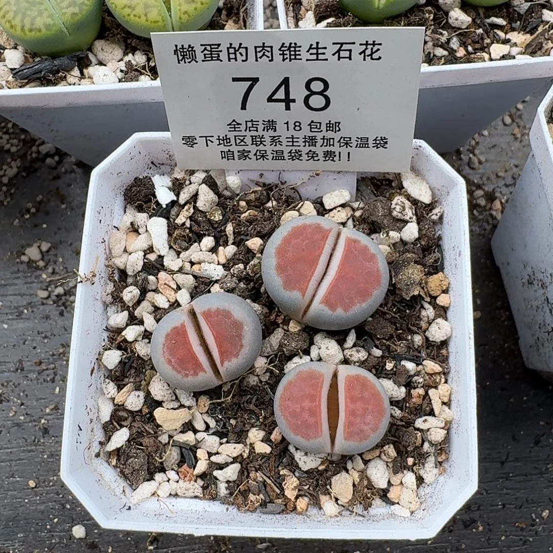 748 朱唇优选尺寸1.7cm左右满18包邮