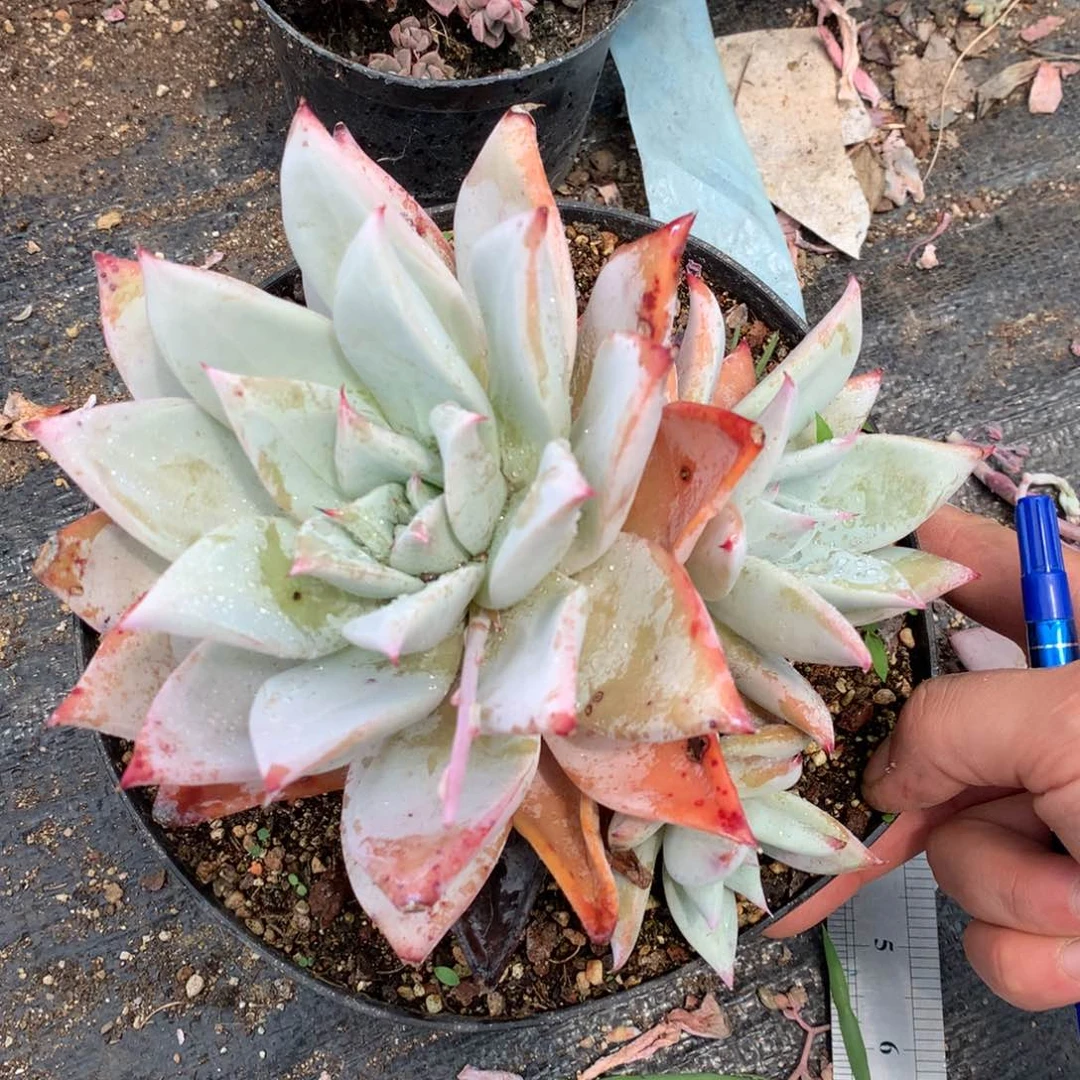 外翻卡杂一物一拍17-97