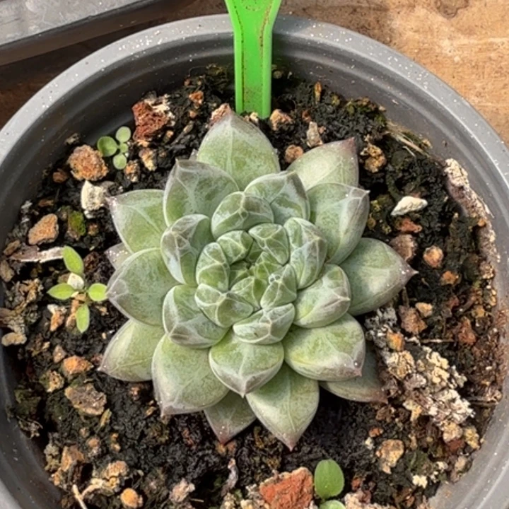 A8多肉植物一物一拍589