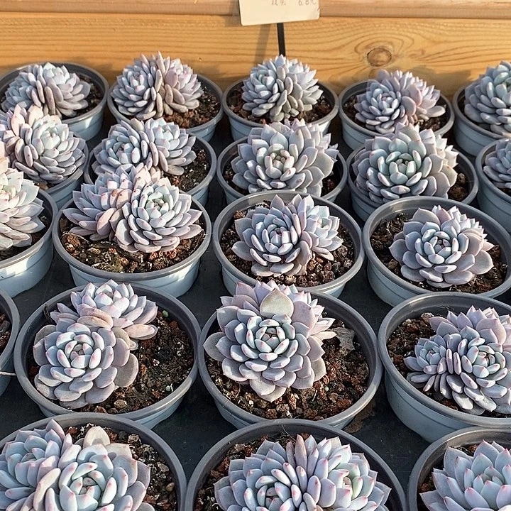 17星星橙 双头 福利多多