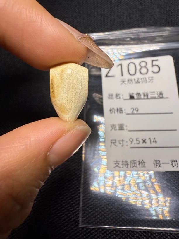Z1085天然猛犸牙鲨鱼背三通配饰