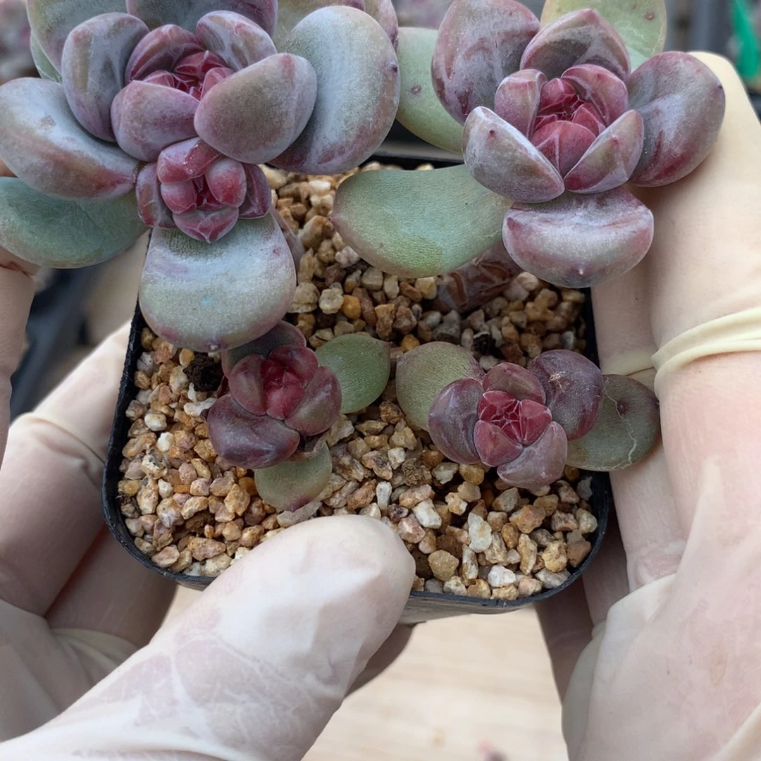 香***柚香草美柚突尼斯星影寄养