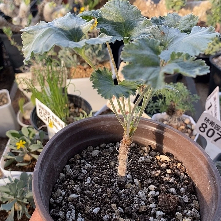 157枝干洋葵带盆一一一一