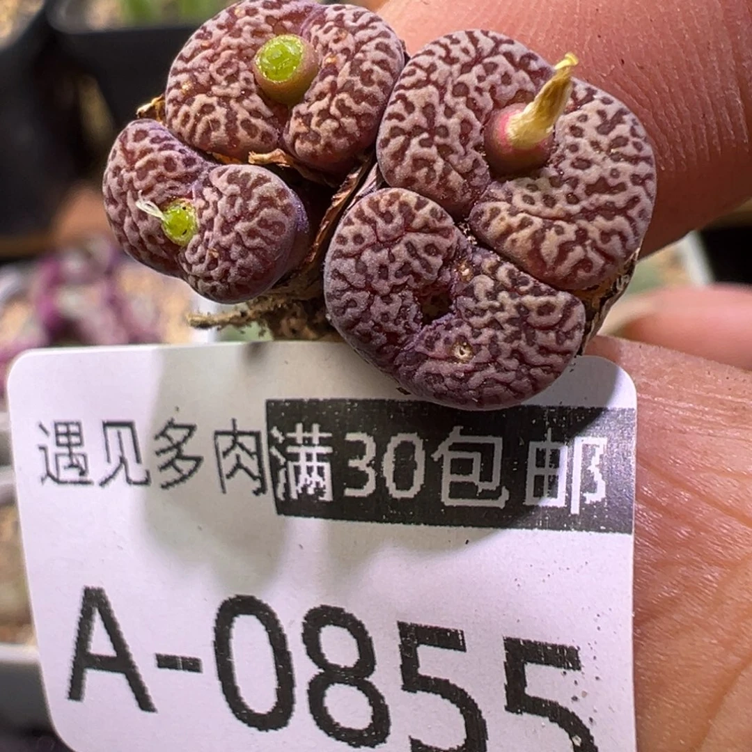 多肉植物111111111111