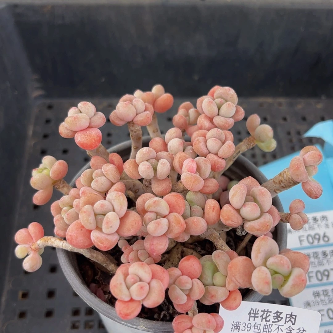 065-老桩鱼子酱10cm默认有砍
