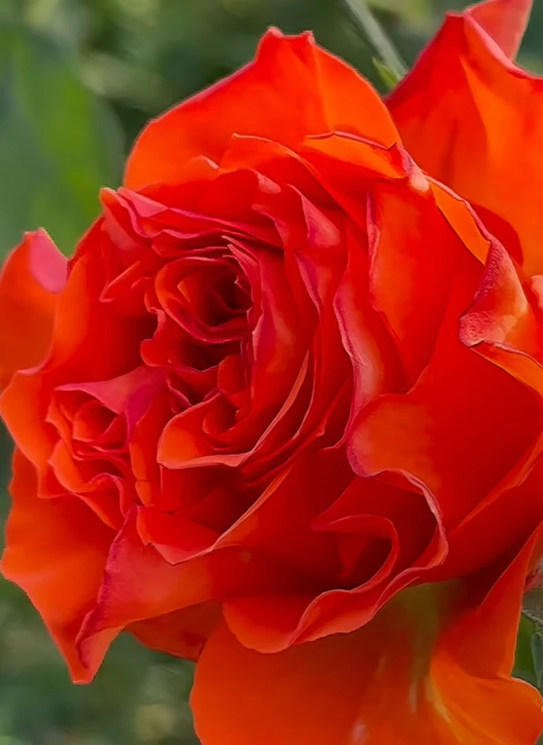 橘色春天  新品根接大苗四季灌木月季