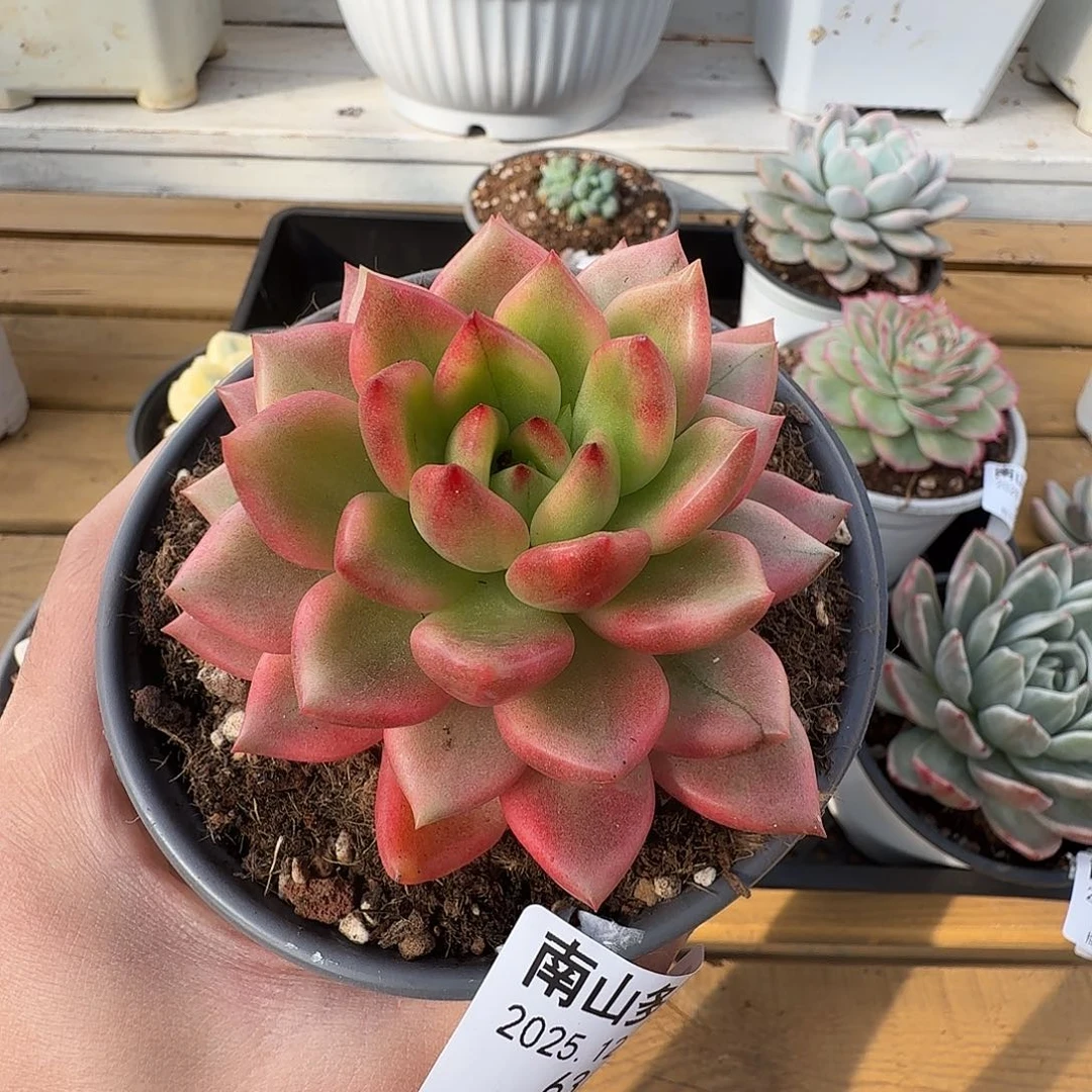 冬云锦11111122-63