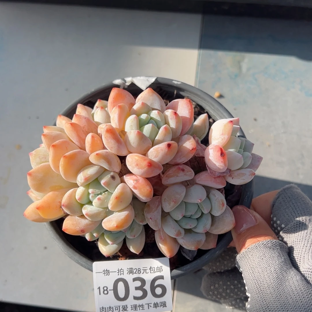 冷香多肉多肉多肉多肉