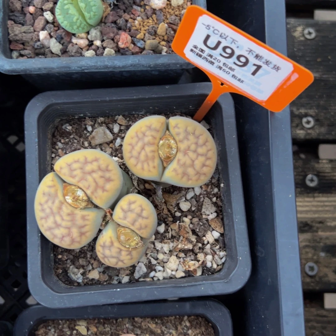 991 一物一拍，默认有伤，介意勿拍，不退不换