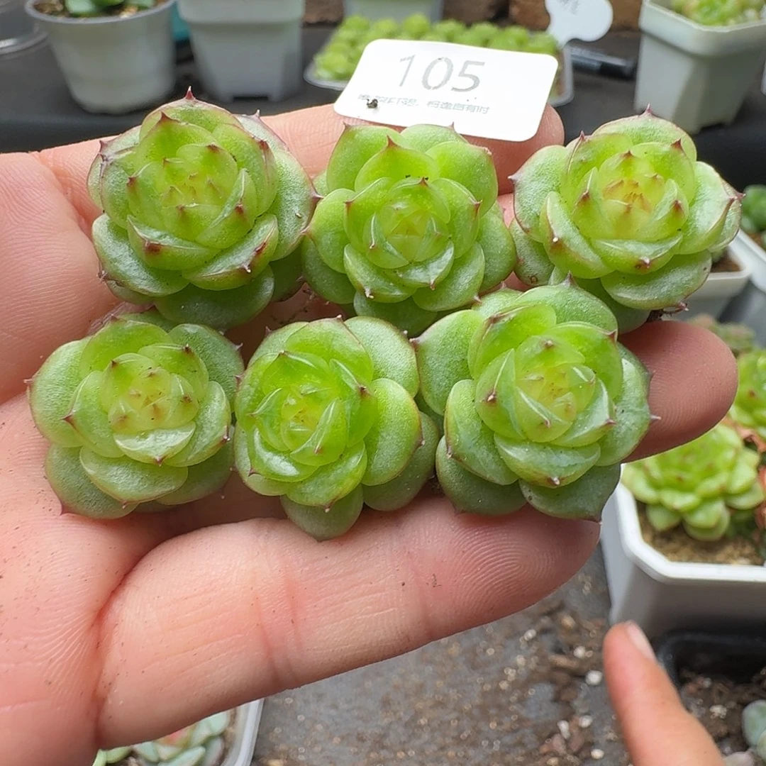 一物一拍一盒903-105