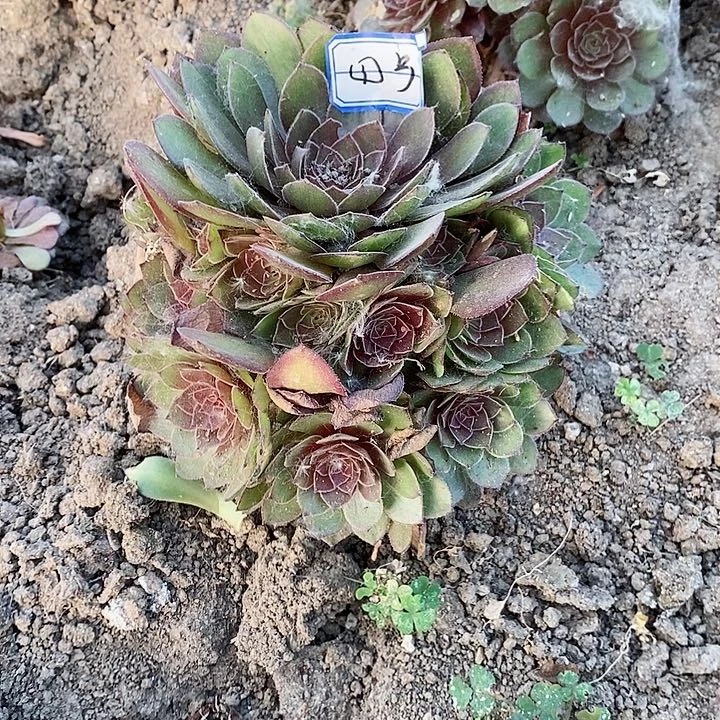 红魔法师2棵精品30