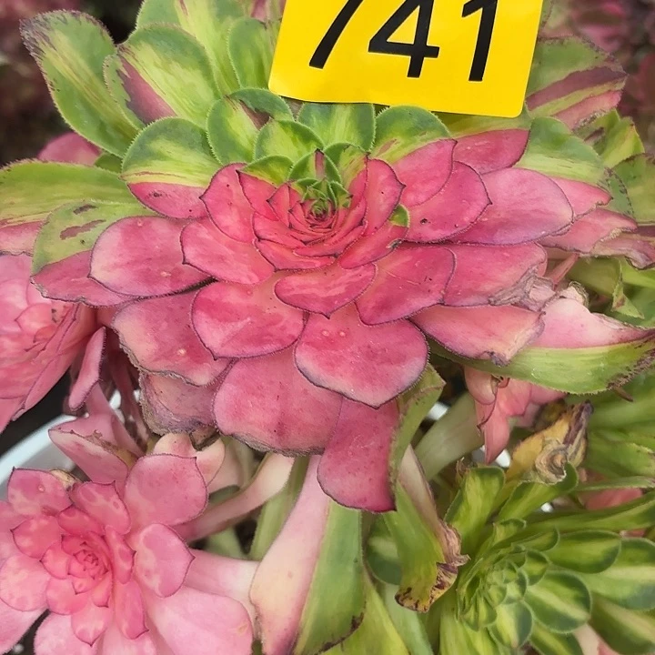 多肉植物知否741