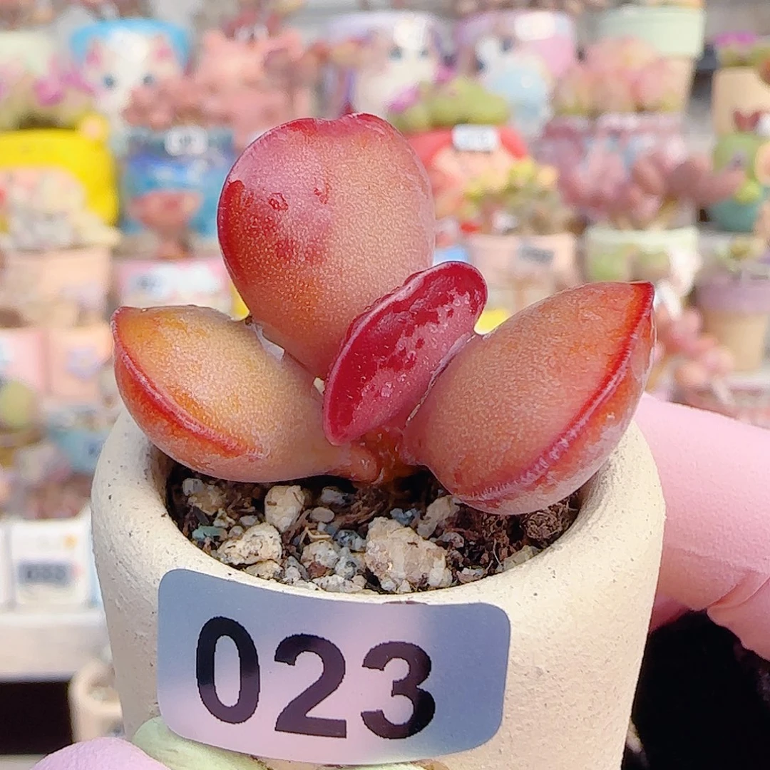 L 红红爱心 盆口3cm