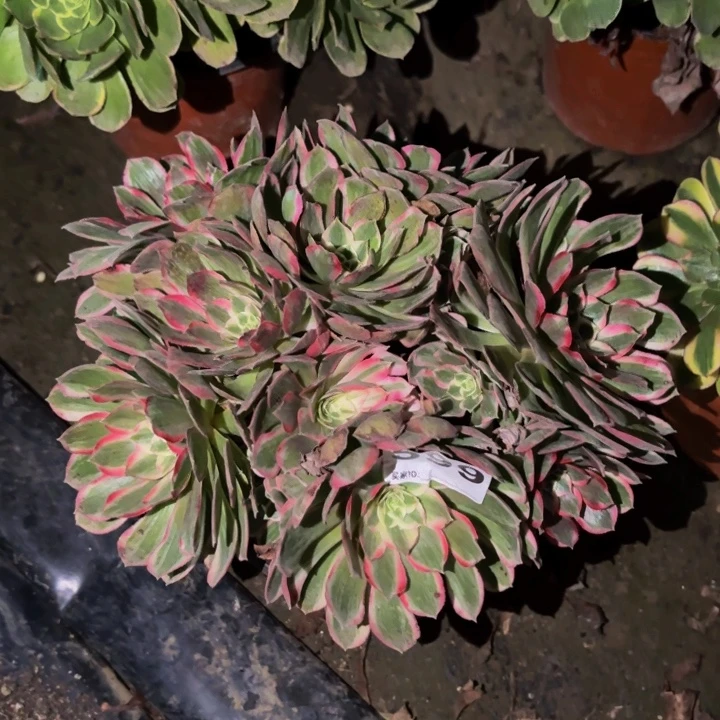 559玉芙蓉多肉植物不售后