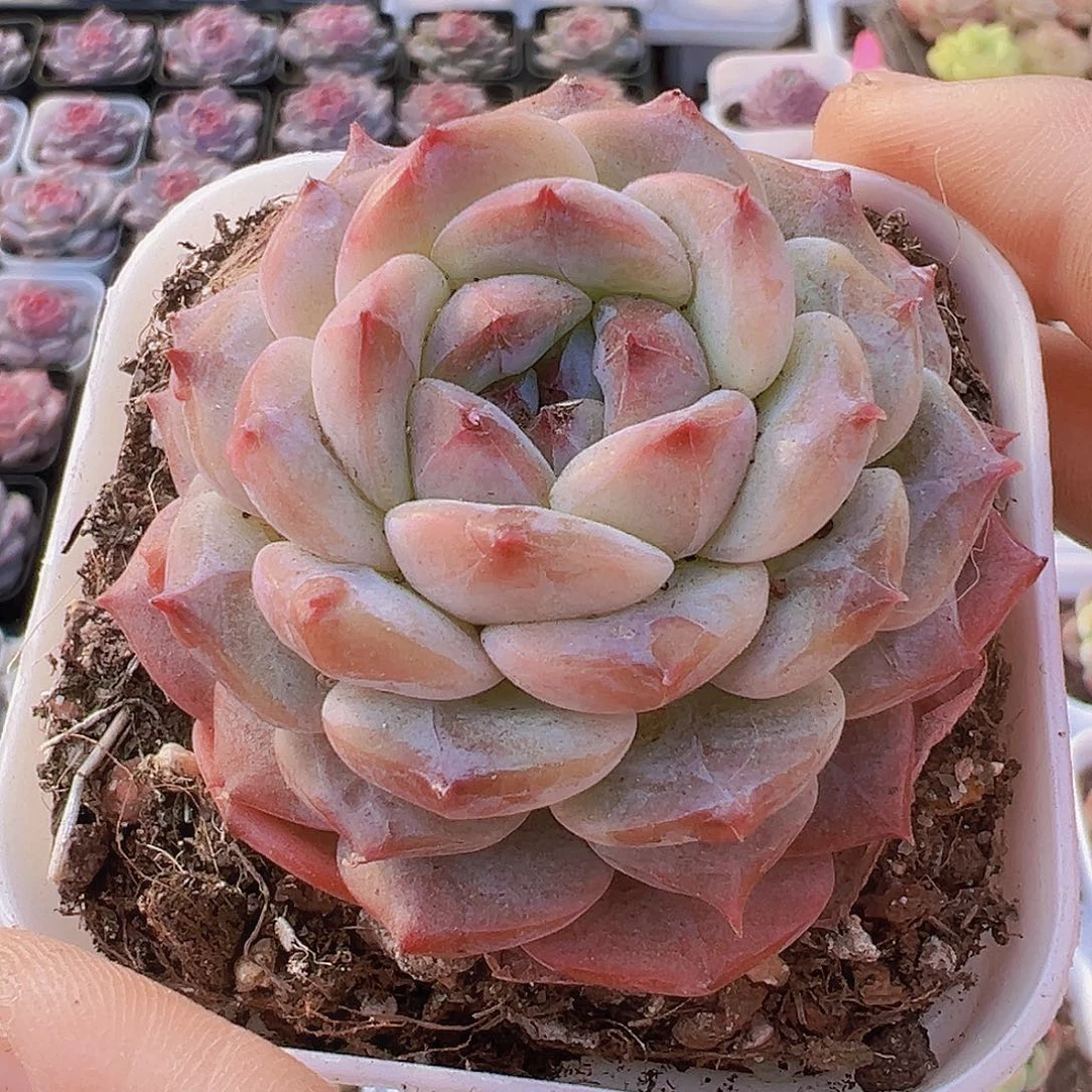 云塔19包邮多肉植物