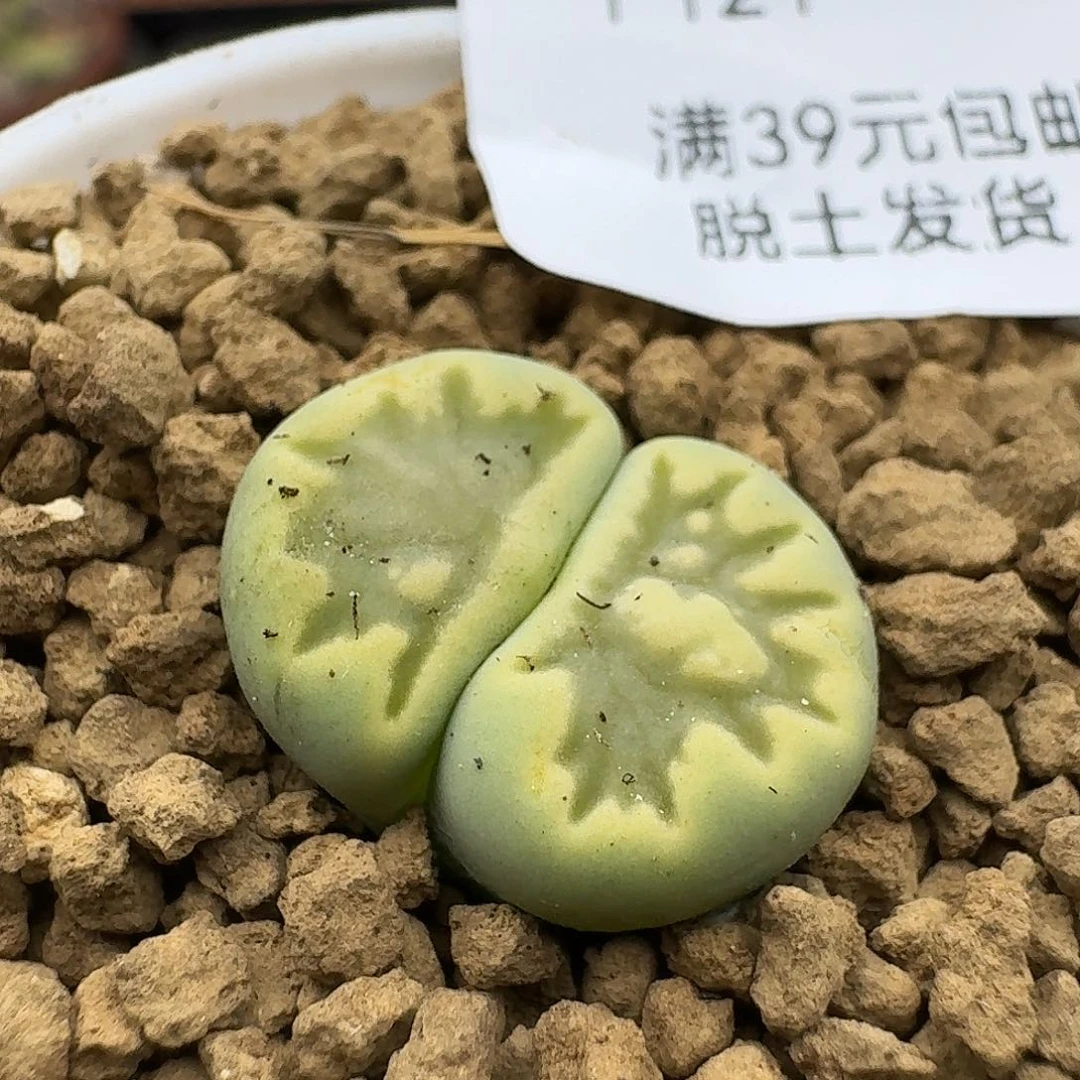 121多肉哈哈哈哈哈哈