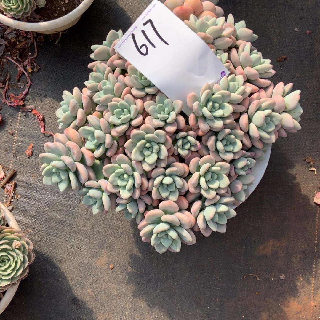 一物一拍多肉617洛神