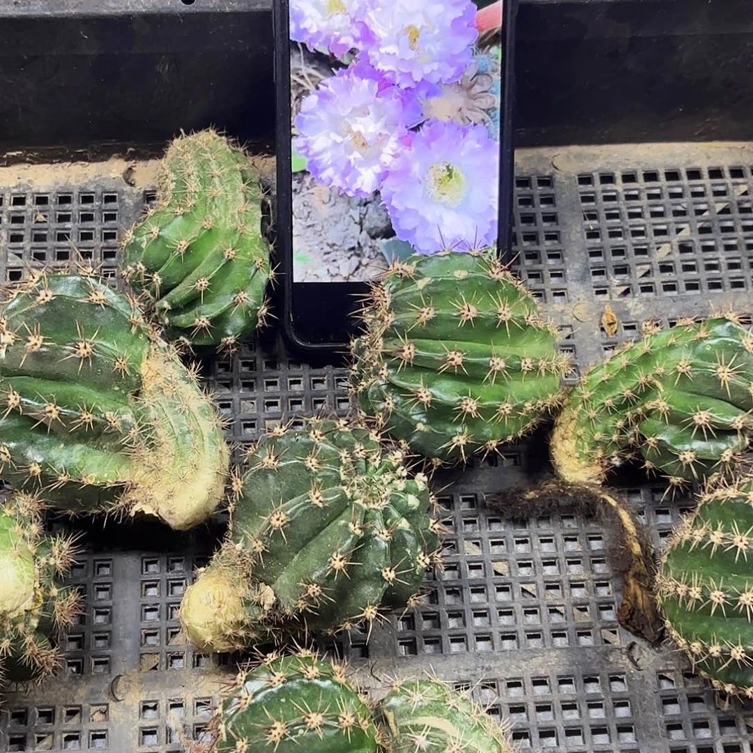 粉可可歪瑕瑕疵侧牙20包邮18