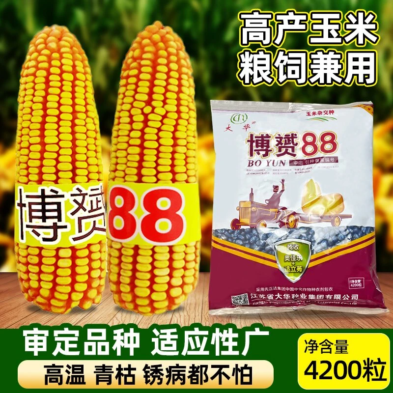 大华种业【博赟88】抗病 抗倒伏 抗锈病 抗旱 高产玉米种