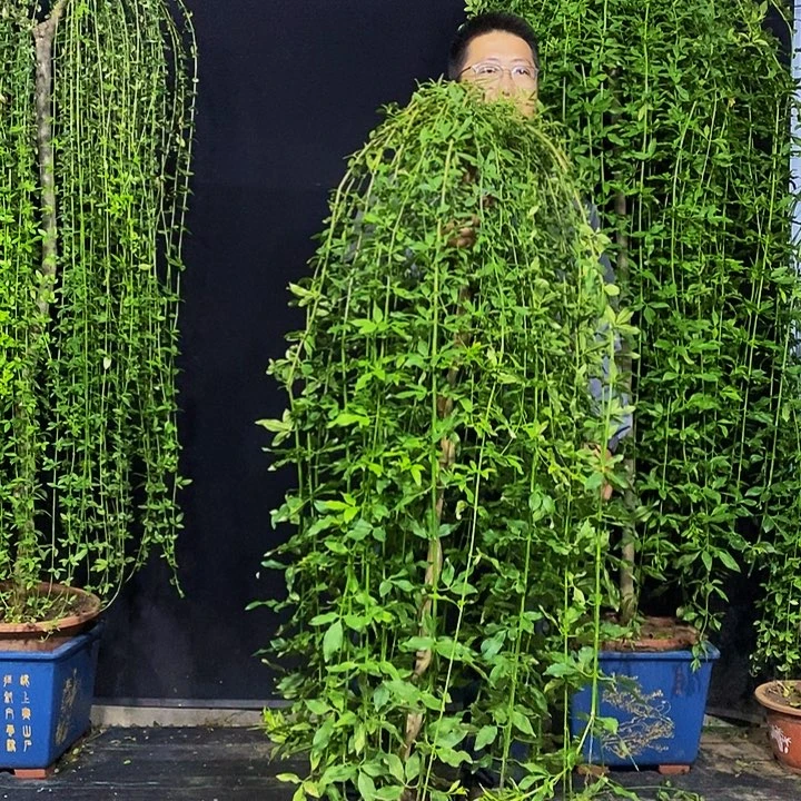 探春花，一物一拍，