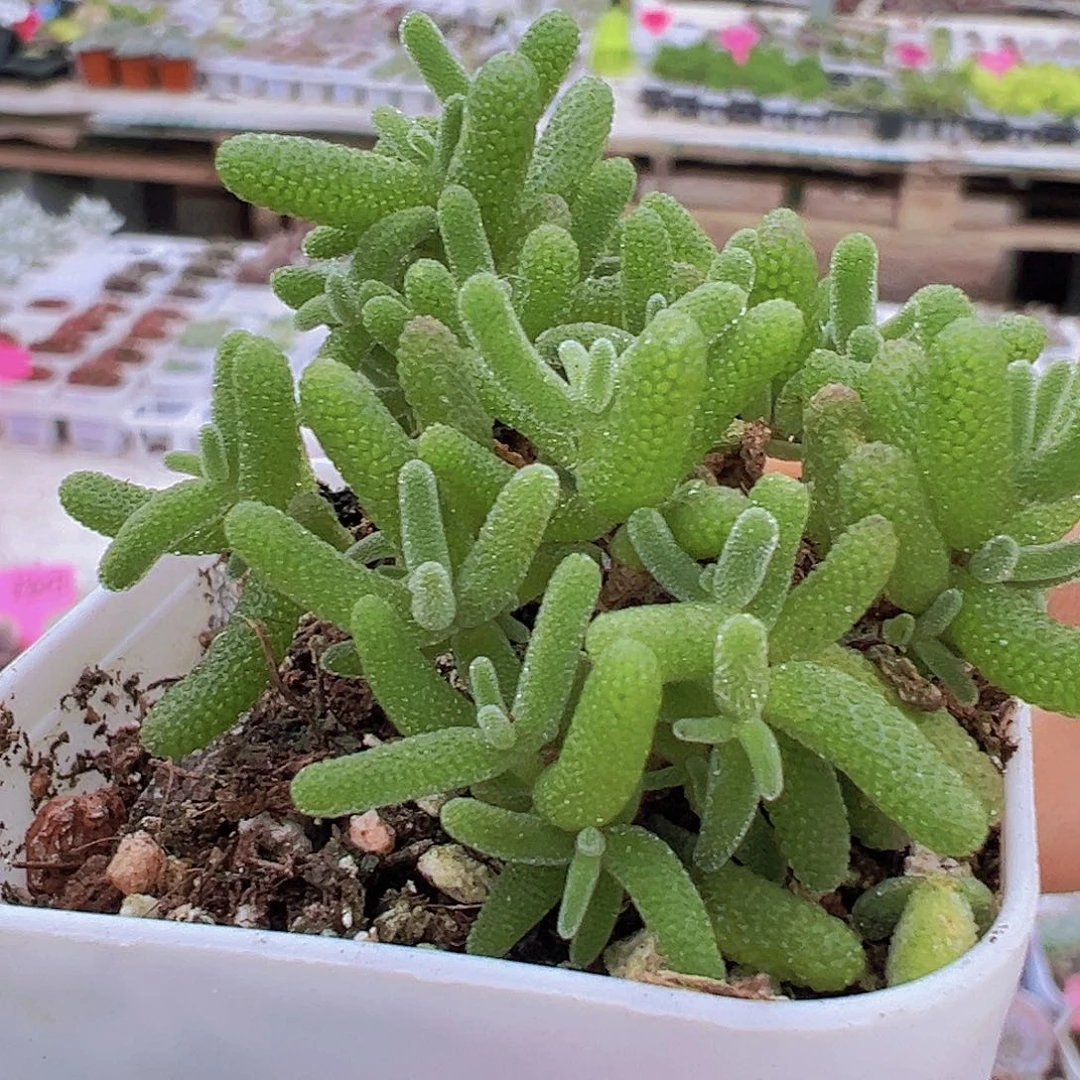 糖球枝干19包邮多肉