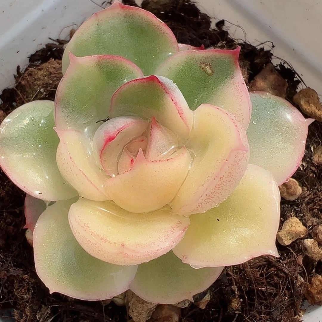 武仙座锦，白锦，叶心覆轮