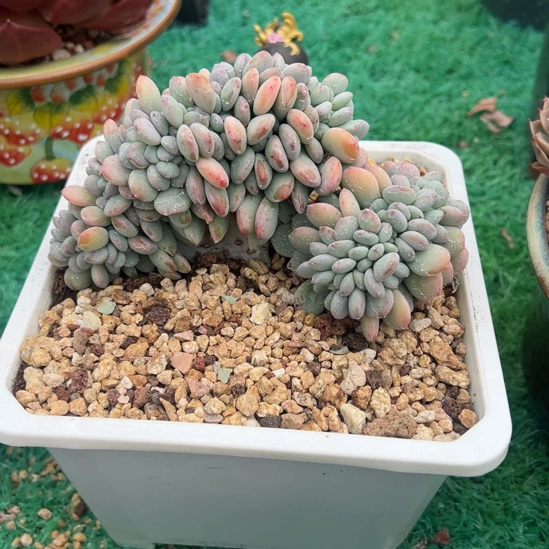 无花朵香香雪缀化，，，，，，，，，，