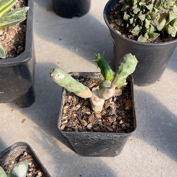 无花朵鱼鳞宝一物一拍