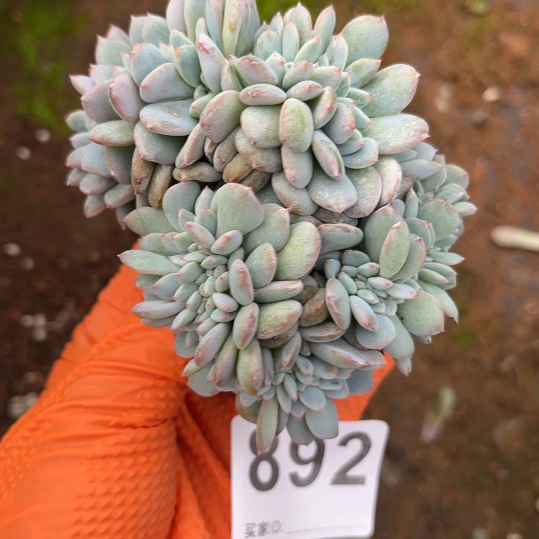 892号新疆西藏内蒙古不包邮