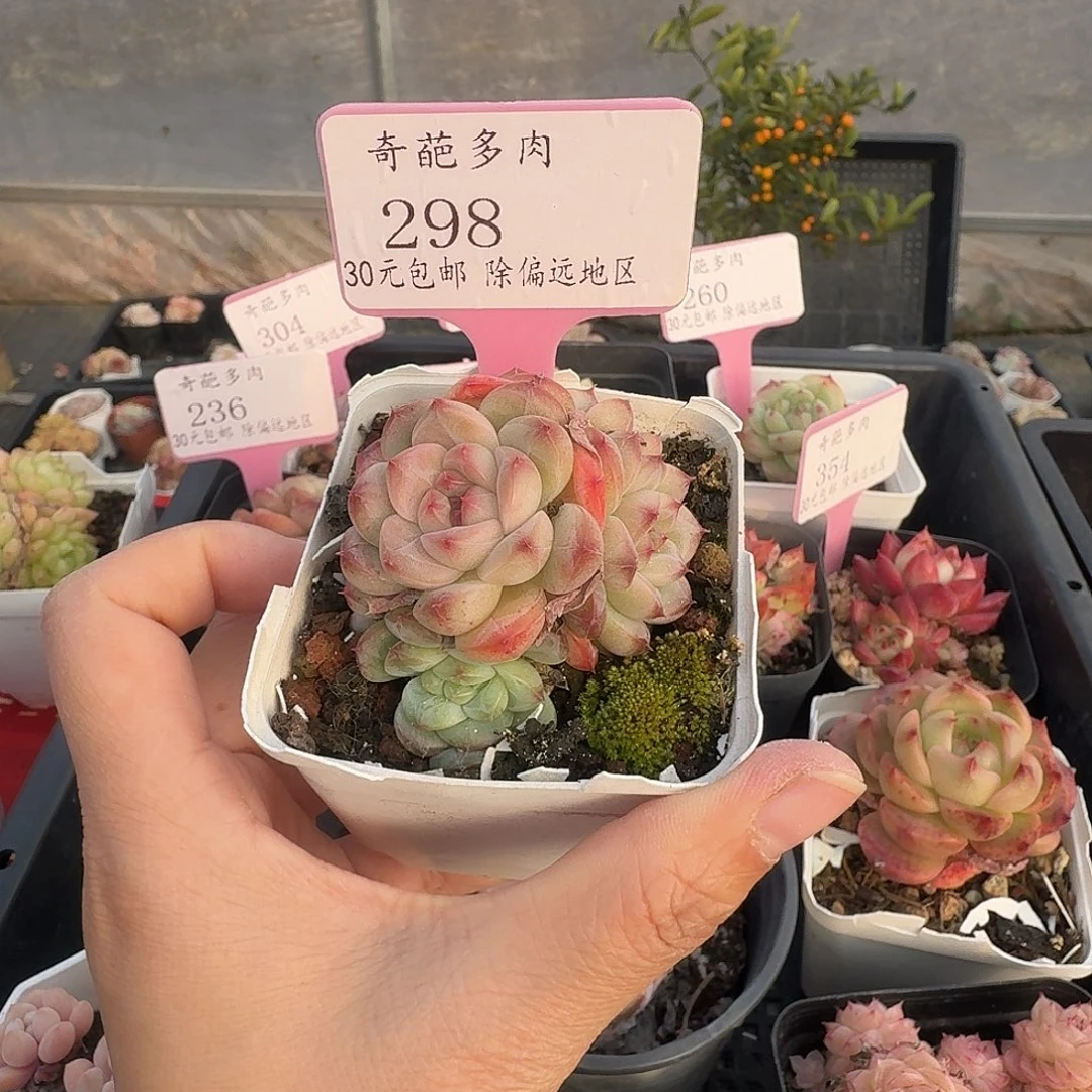 298 脱土 不包整 30元包邮非偏远