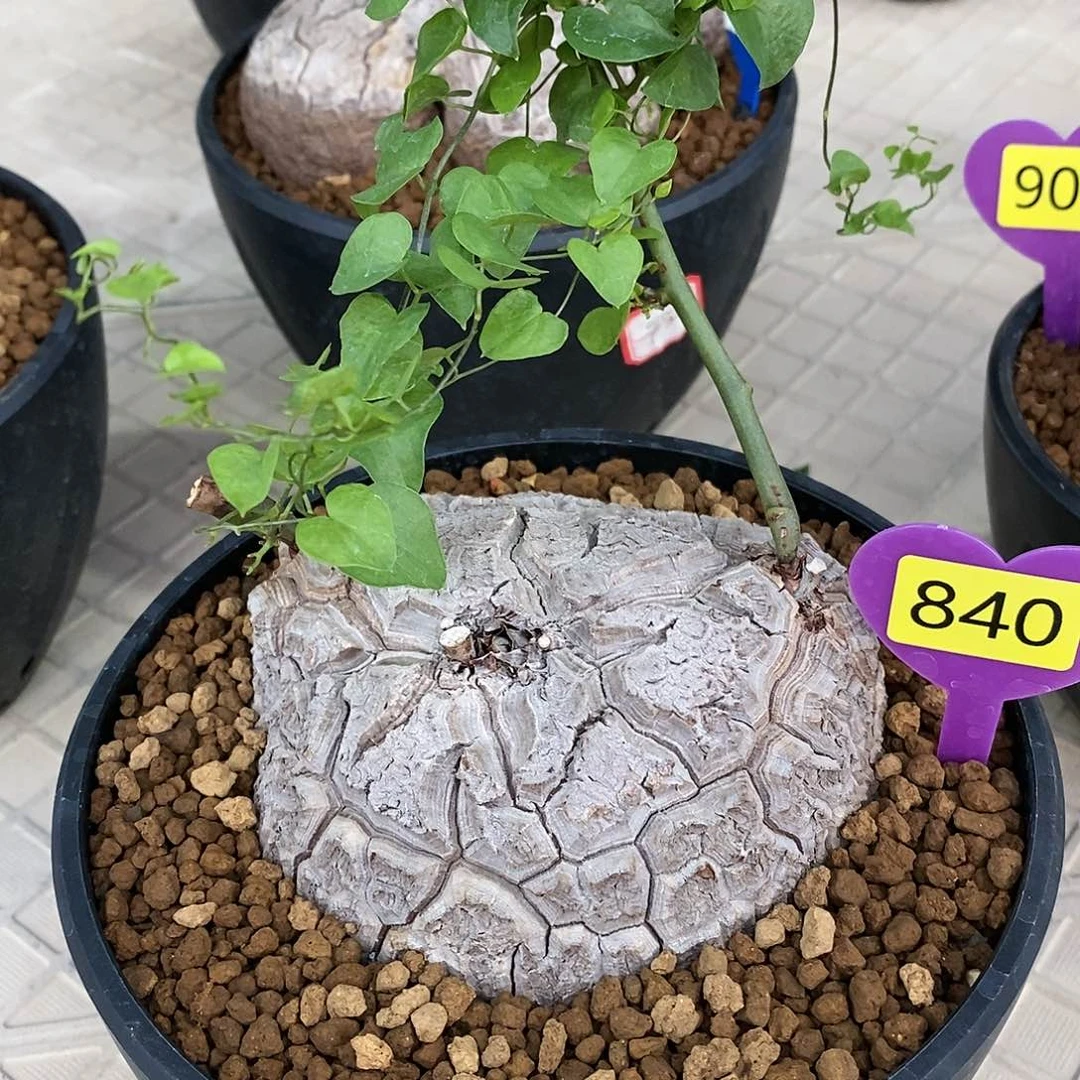 南非龟甲龙龟甲龙