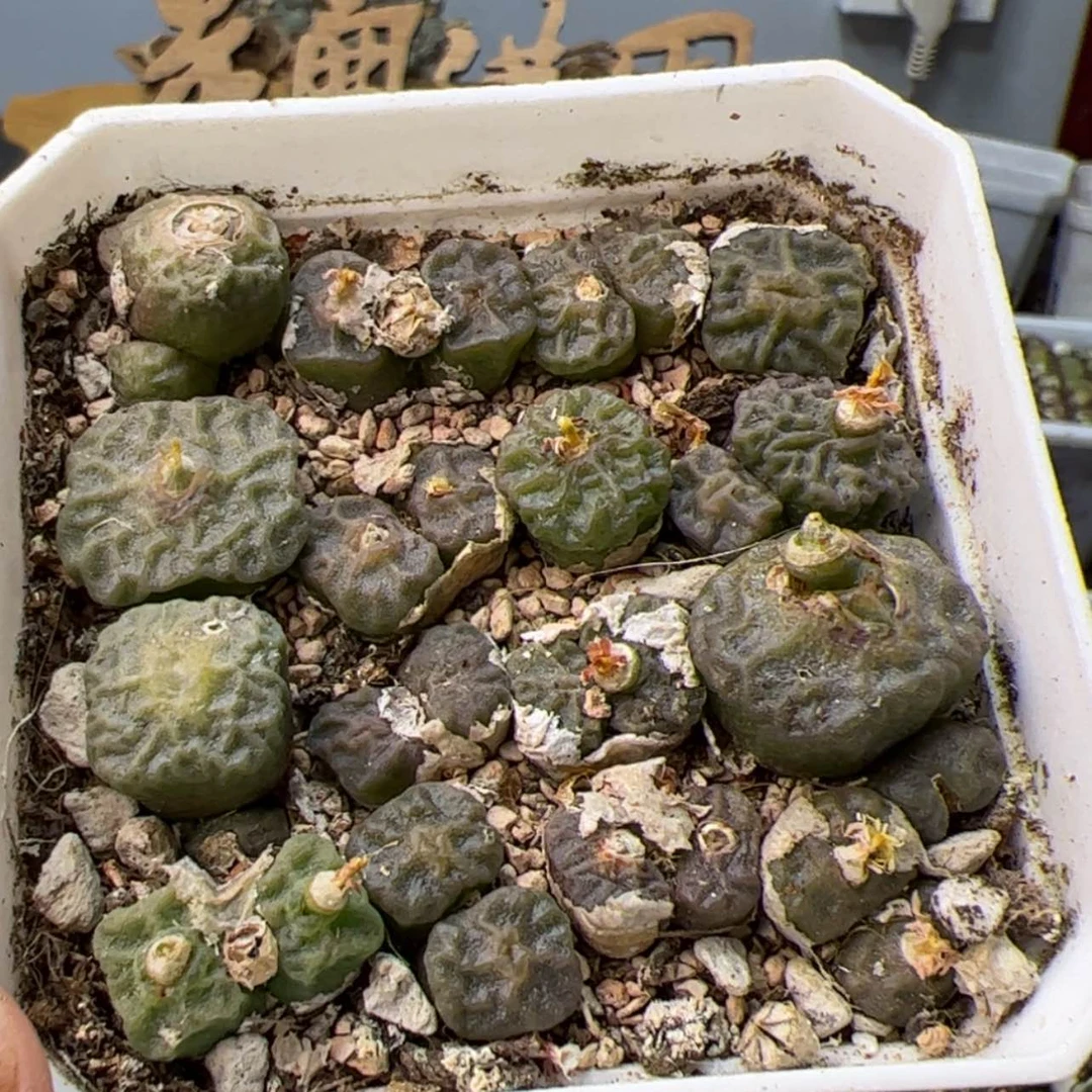 【闪购商品】000000017