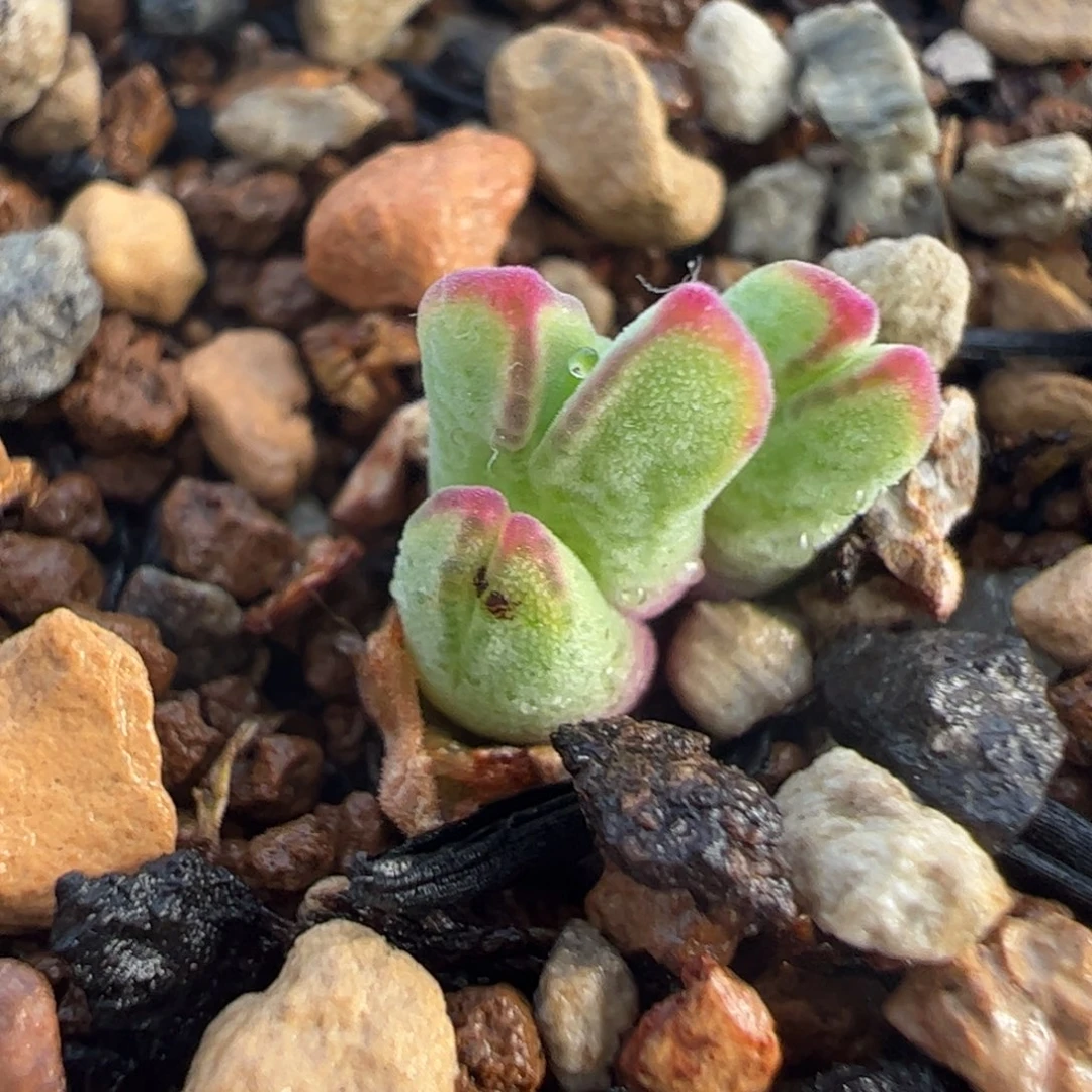 985猪蹄多肉植物百科