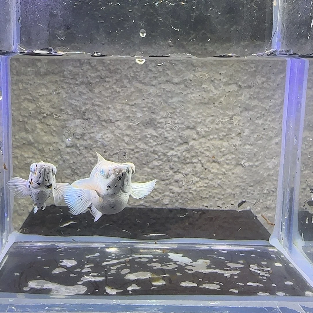孔雀鱼三色奶牛玛丽