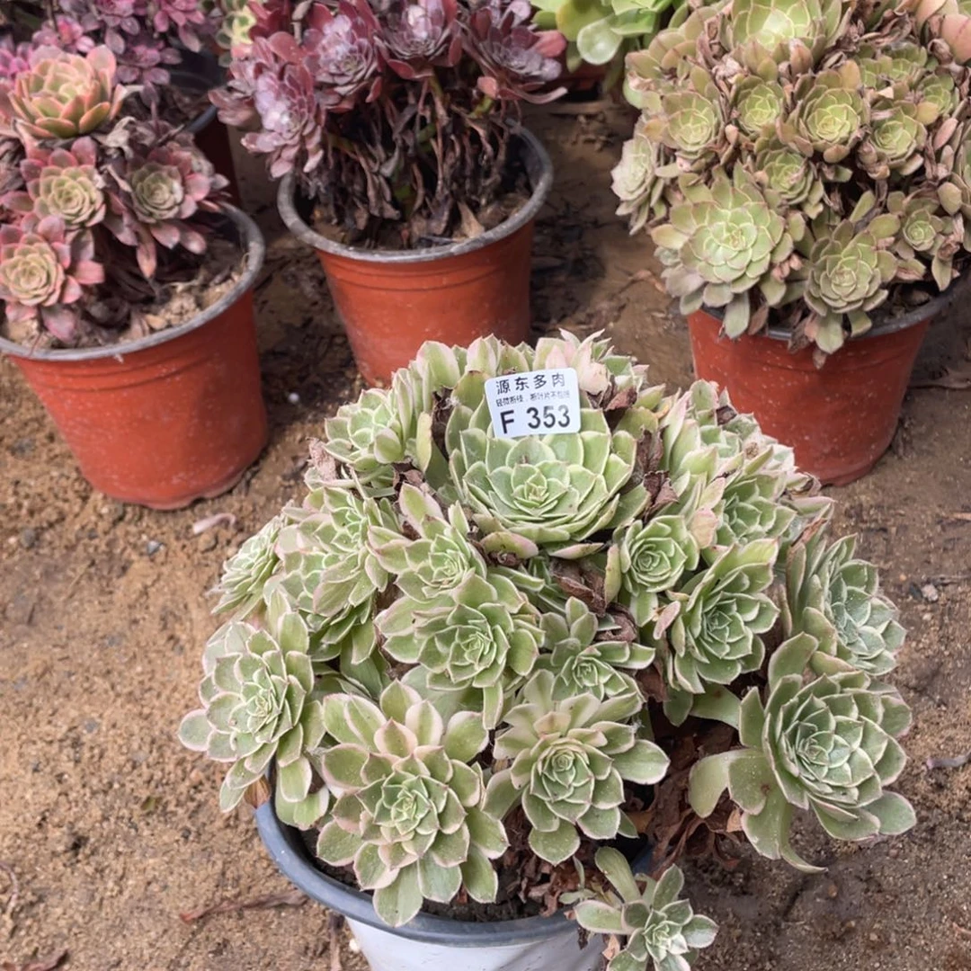 353高贵肉法师断枝不包