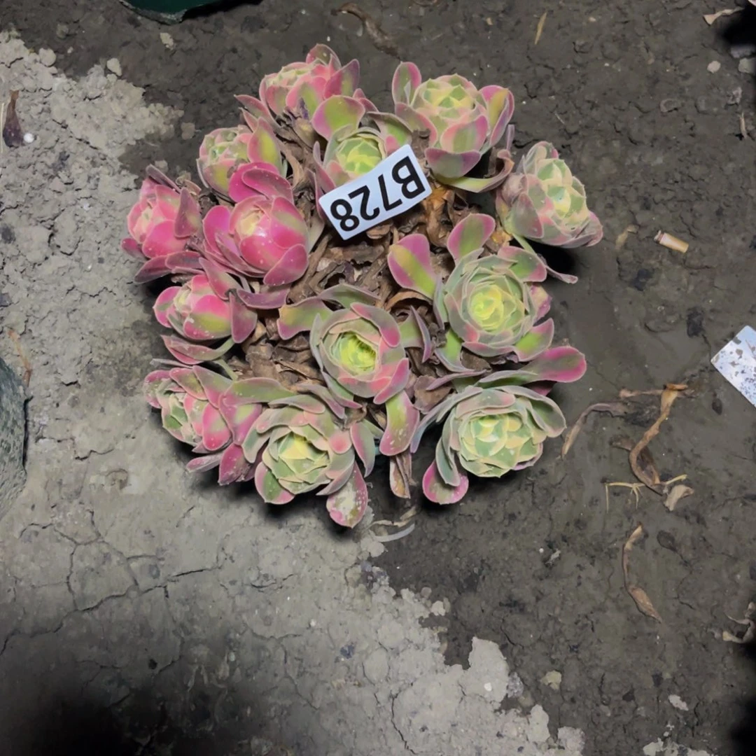 七彩石26//0包邮大