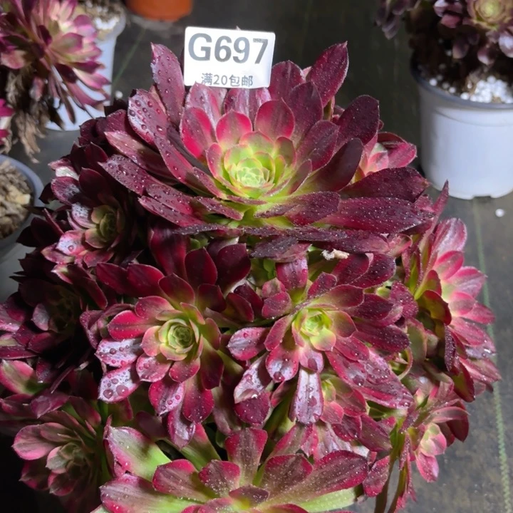 瑞妈多肉 1.30.697