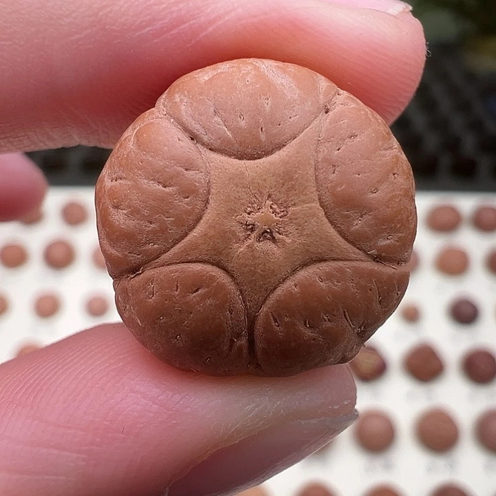 凤眼菩提吊坠五星