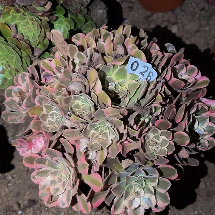 026皇后多肉植物不售后