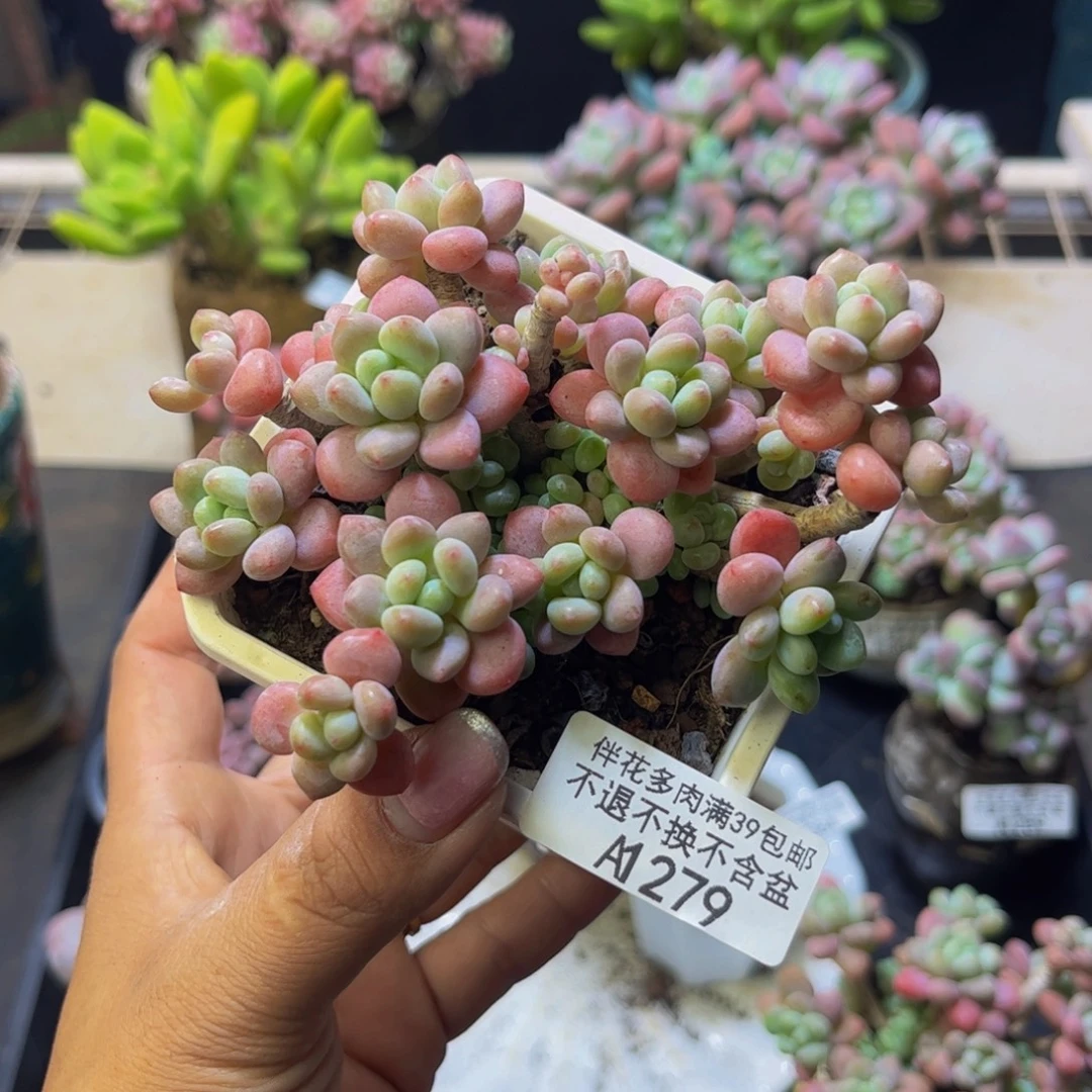 早***早鱼子酱279/9cm有砍