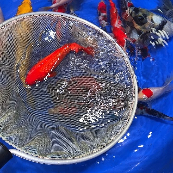海水鱼锦鲤的尾巴和尾巴