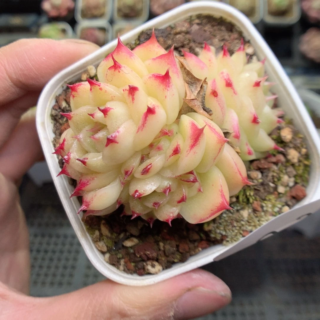 Q24y y y g y g g g g g