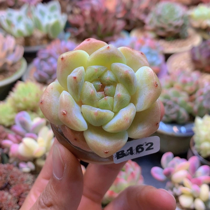 一物一拍含盆土满38包邮B162