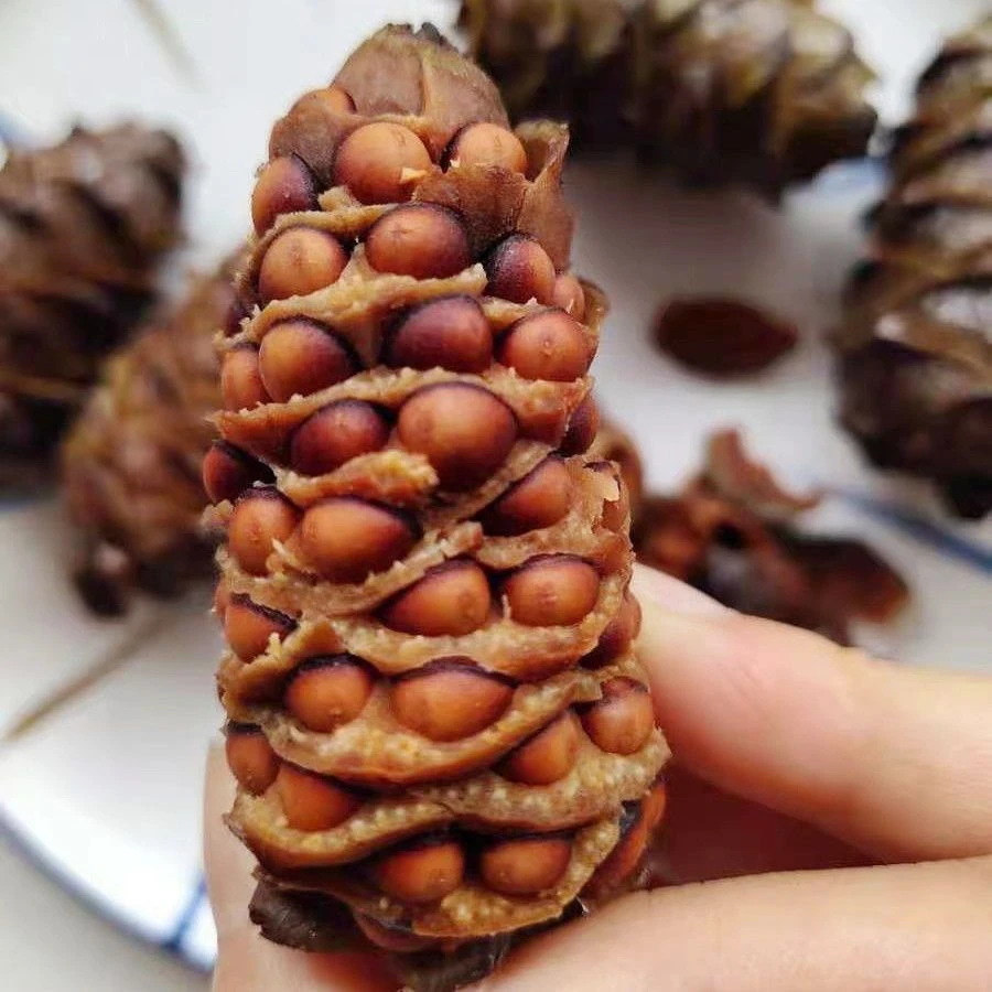 大兴安岭偃松生的马尾松树塔500克包邮