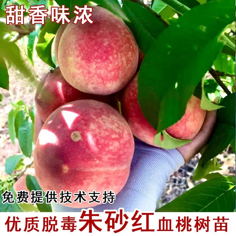 嫁接朱砂红血桃桃树苗7月成熟红肉紫肉红心桃苗南北种植当年结果
