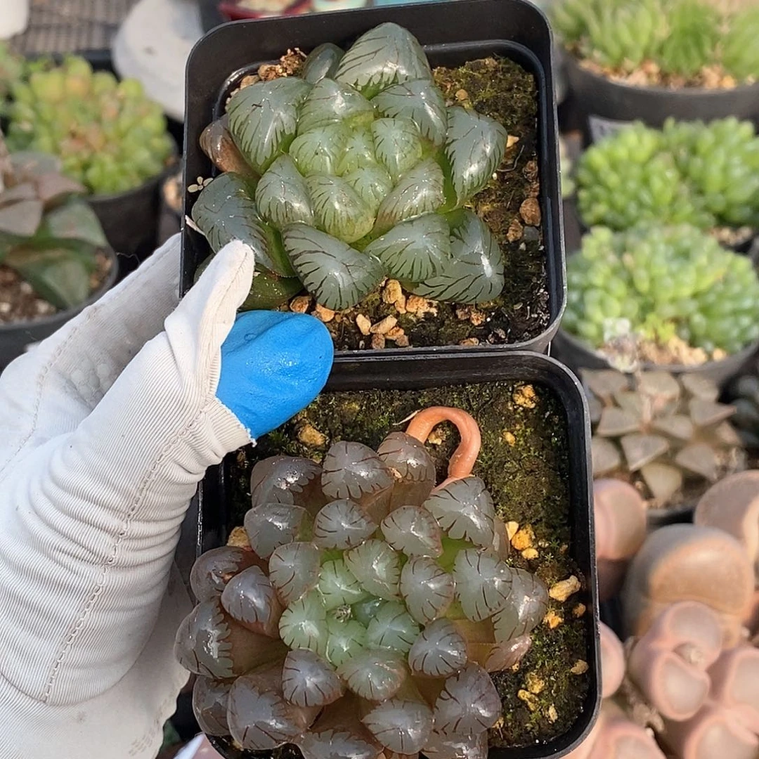 428 实生巨大化+实生冰灯 带盆土