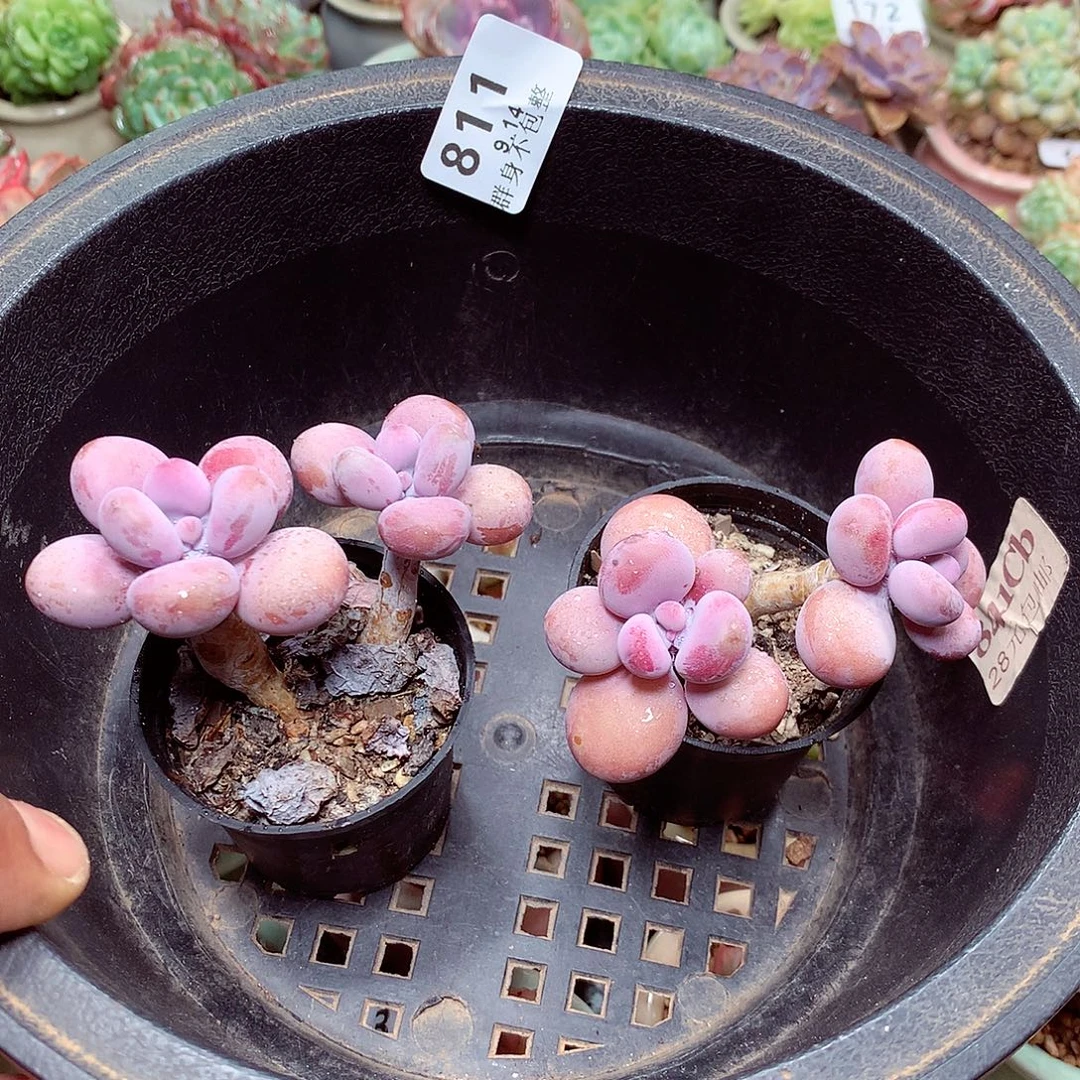 精控拇指盆9.14811