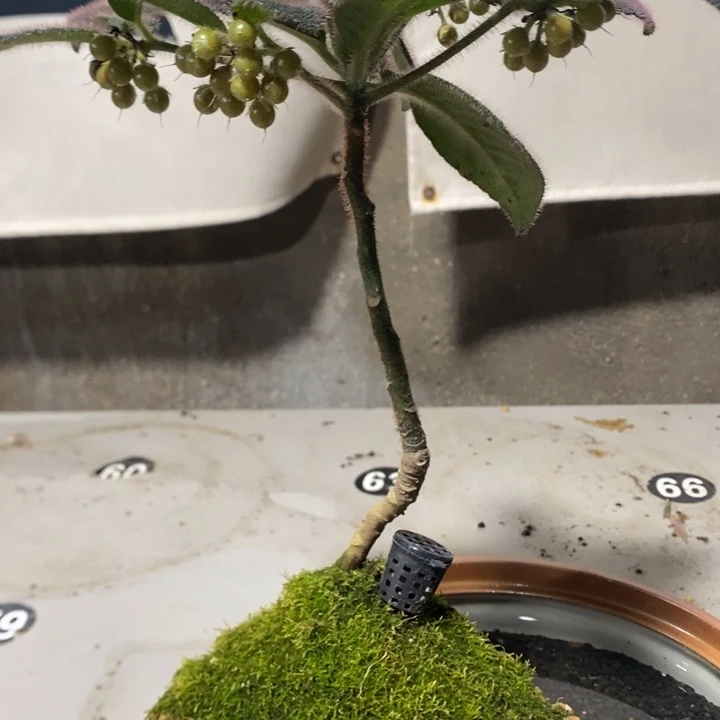 吞***奶无花朵退款拉黑拉167