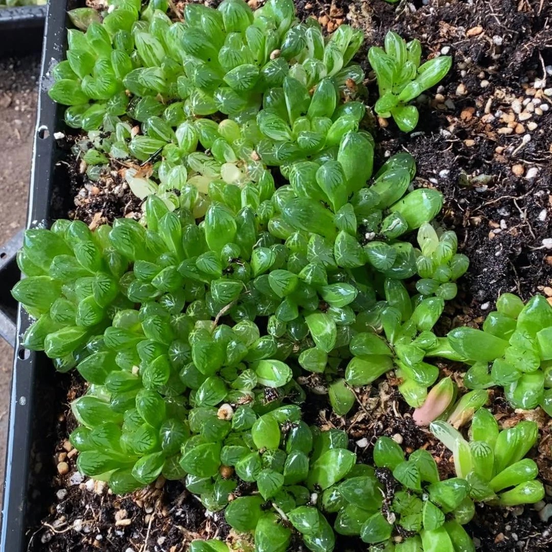 3027 一颗实生苏皇玉露锦 元旦整点福利